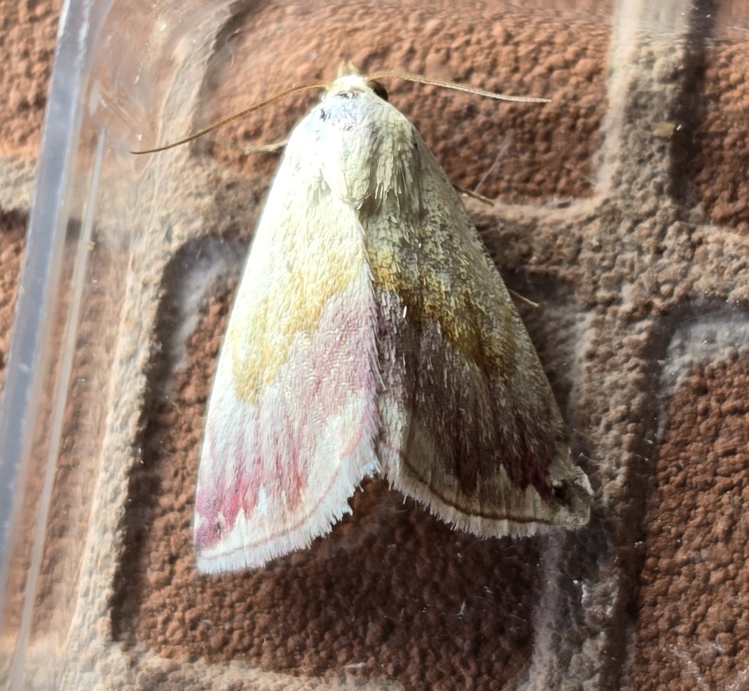 Photo of Beautiful Marbled (Eublemma purpurina)